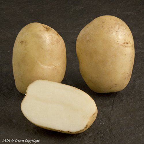 Pentland Javelin First Early potato