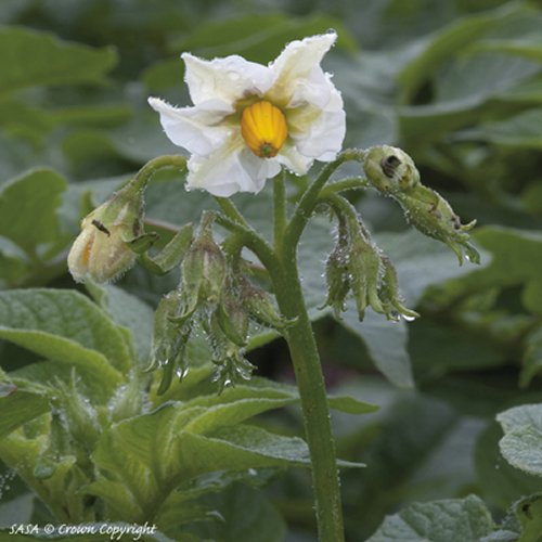 Pink Fir Apple potato flower