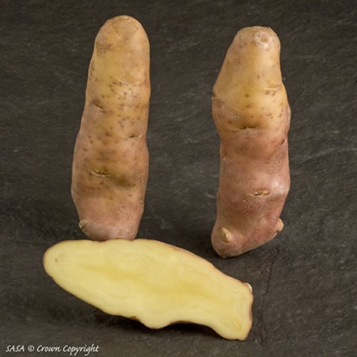 Maincrop Pink Fir Apple Potato