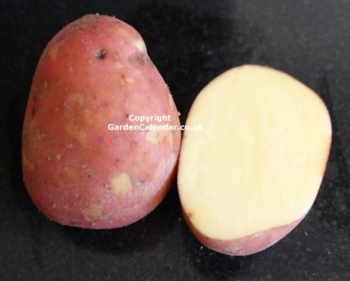 Rooster Maincrop Potato