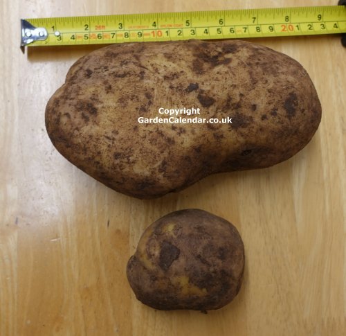 A very large Wilja potato