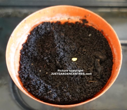 Redskin seed on compost