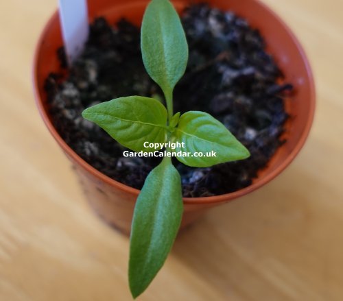 Sweet pepper seedling after 3 weeks