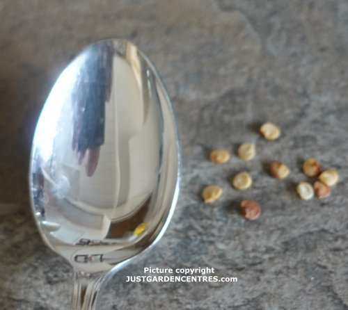 Sweet Pepper seeds