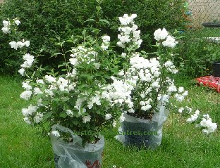 Philadelphus