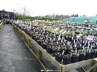 Herbaceous plants at Avondale Nurseries