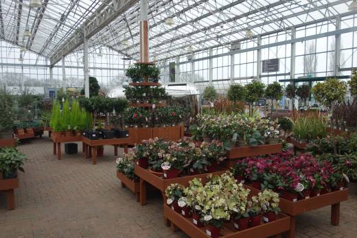 Hardy plants under cover in winter