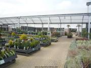 View of the plants area at Bicester Avenue Garden Centre