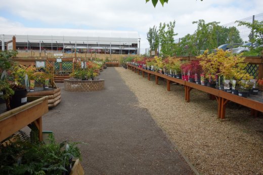 Large number of acers at Buckingham Garden Centre