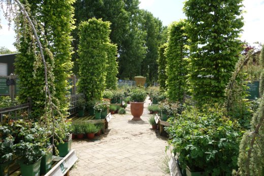 Plants area