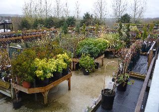 Plants at the Busy Bee Garden Centre