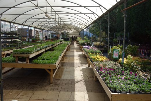 The plants area at Charlecote Garden Centre