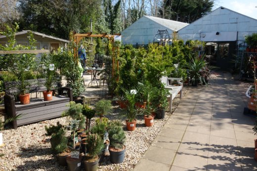 Healthy plants at Charlecote Garden Centre