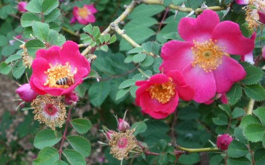 R. Moyesii EOS species rose