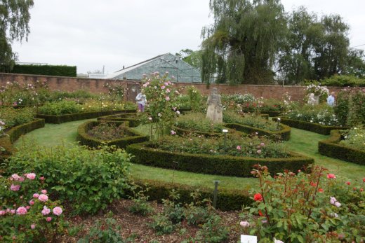 David Austin rose garden