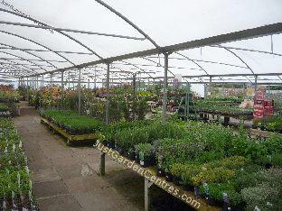 View of the plants at David's Nurseries in Worcester