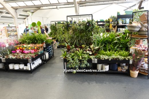 Good choice of houseplants