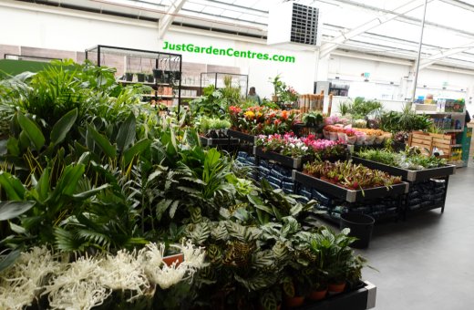 Indoor house plants at Dobbies Royston