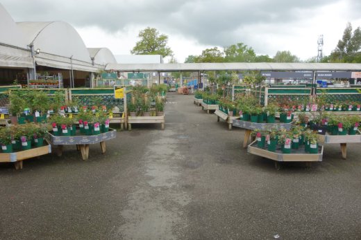 Plants area at Dobbies Rugby