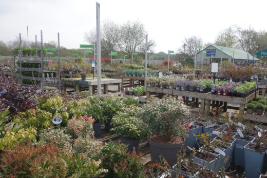 Shrubs at Earlswood Graden Centre