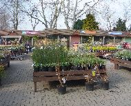 More plants at Evesham Garden Centre