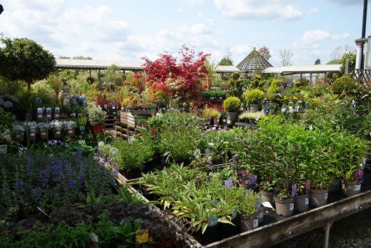 Plants area at Flowerland, Iver