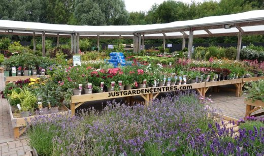 Plants area at Gloucester Garden Centre