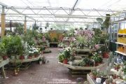 Large choice of houseplants