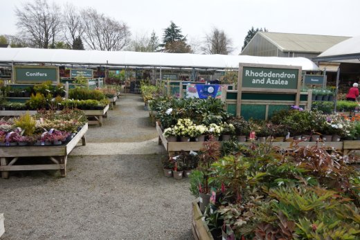 Good selection of plants at Hillier Hampton-in-Arden