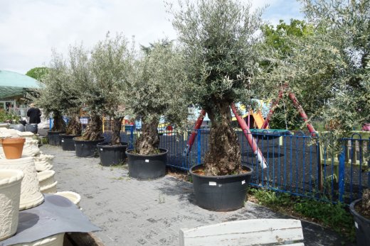 Mature plants at Hilltop Garden Centre