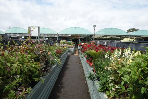 Layout of plants area