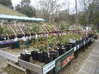 Wide choice of roses for sale