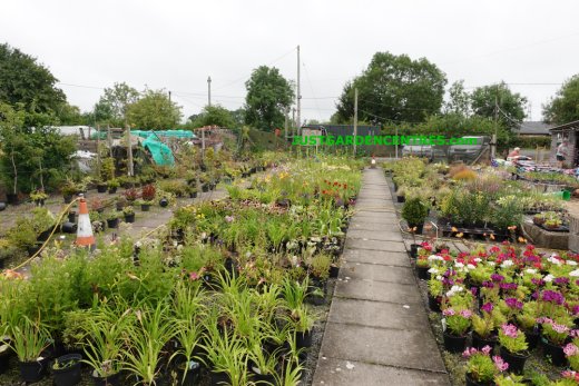 Plants area 1