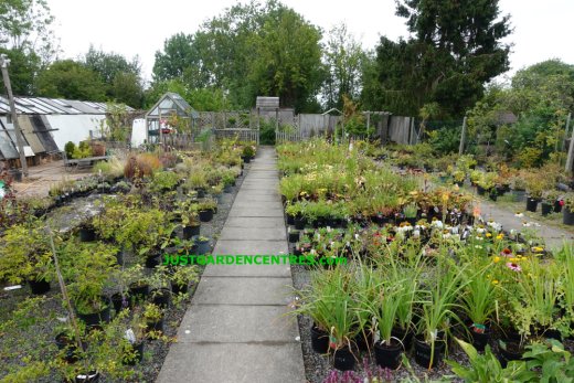 Plants at Kibworth Garden Centre