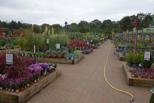 Plants area 