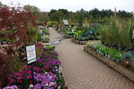 Plants for sale at Melbicks