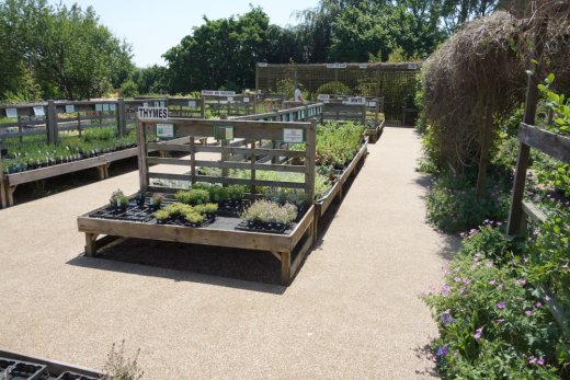 Herb plants