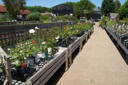 Other plants at National Herb Centre