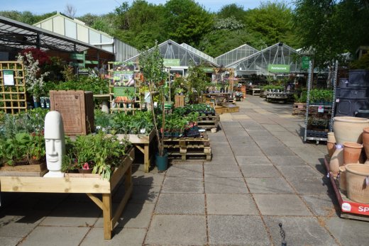 Plants at Notcutts Booker