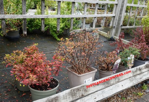 Plants in poor condition
