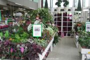 Houseplants for sale
