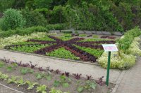 Lettuce designed in the form of the Union Jack flag