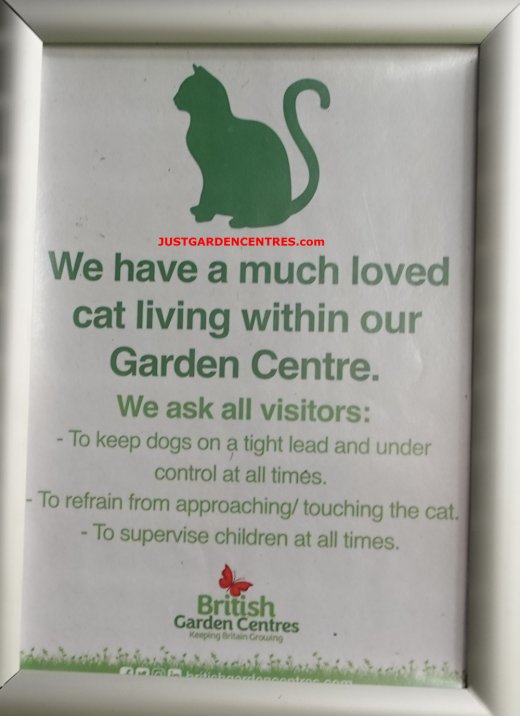 Resident cat