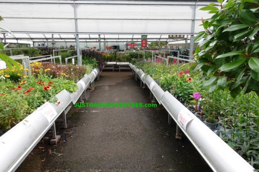 Plants area at Sapcote Garden Centre