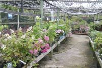 Area for protecting shade loving plants