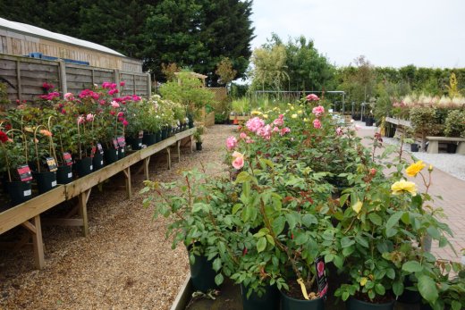 Roses at Smith's Garden Centre