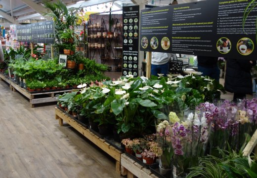 Indoor plants at Stratford Garden Centre.