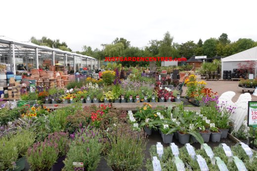 Healthy plants