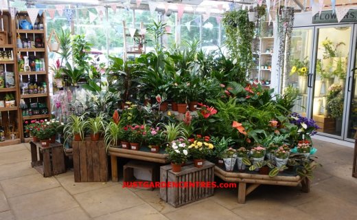 Houseplants display