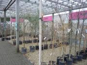 A good saelection of ornamental trees at Van Hage in Ware